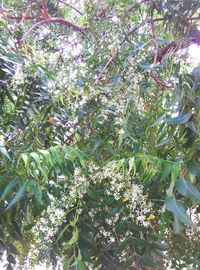 Low angle view of tree