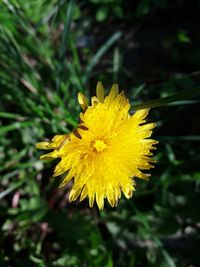 Close-up of yellow flower