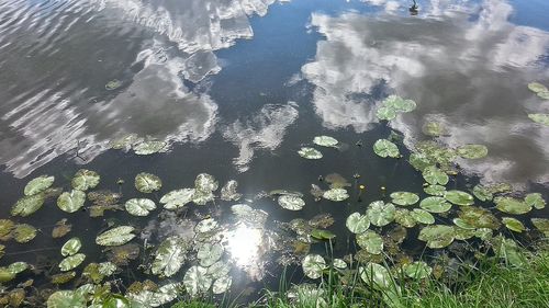 High angle view of plants floating on lake