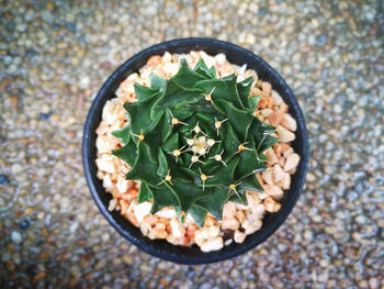 High angle view of succulent plant on table