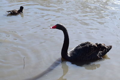 High angle view of swan swimming in lake