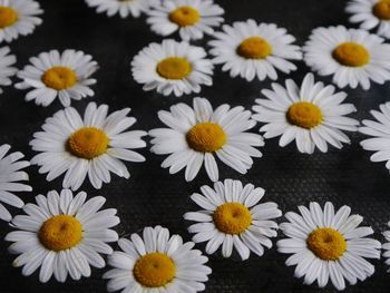 High angle view of white flowers on table