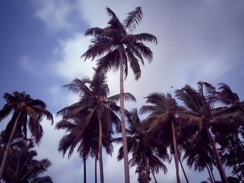 Low angle view of palm trees against sky