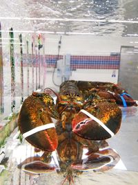 Close-up of crab on table