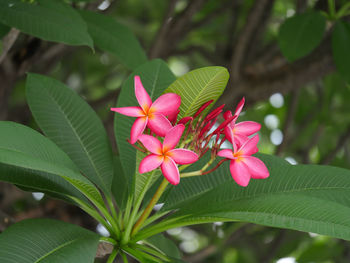 Close-up of pink flowering plant