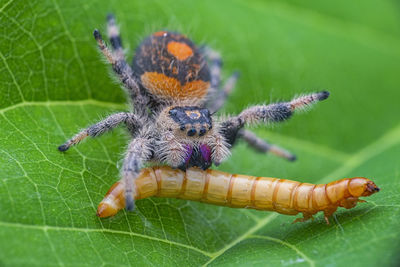 Close-up of spider and insect on leaf