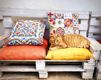 Red cat lies on decorative pillows