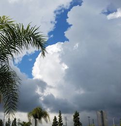 Low angle view of palm trees against sky