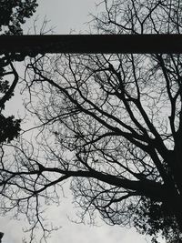 Low angle view of silhouette bare tree against sky