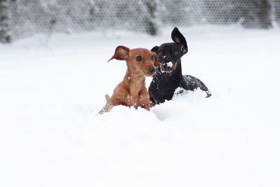 Portrait of dog in snow