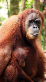 Close-up of orangutan with infant at forest