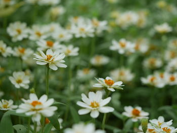 Close-up of white daisy flowers