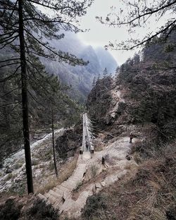 Scenic view of forest against sky