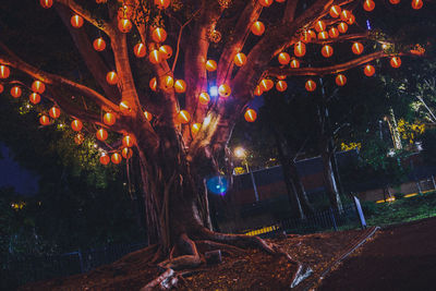 Illuminated trees at night