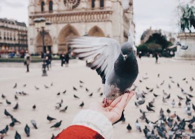 Close-up of hand holding birds