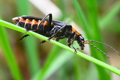 Close-up of insect on plant