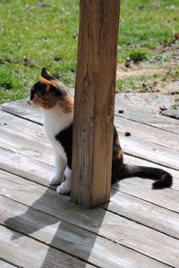 Cat sitting on wood