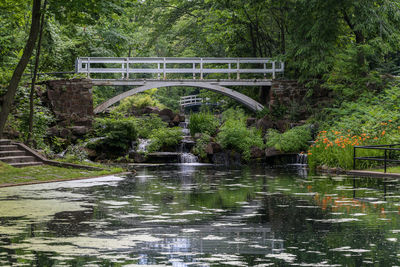 Bridge over canal in forest