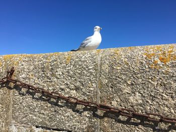 Bird perching against clear blue sky