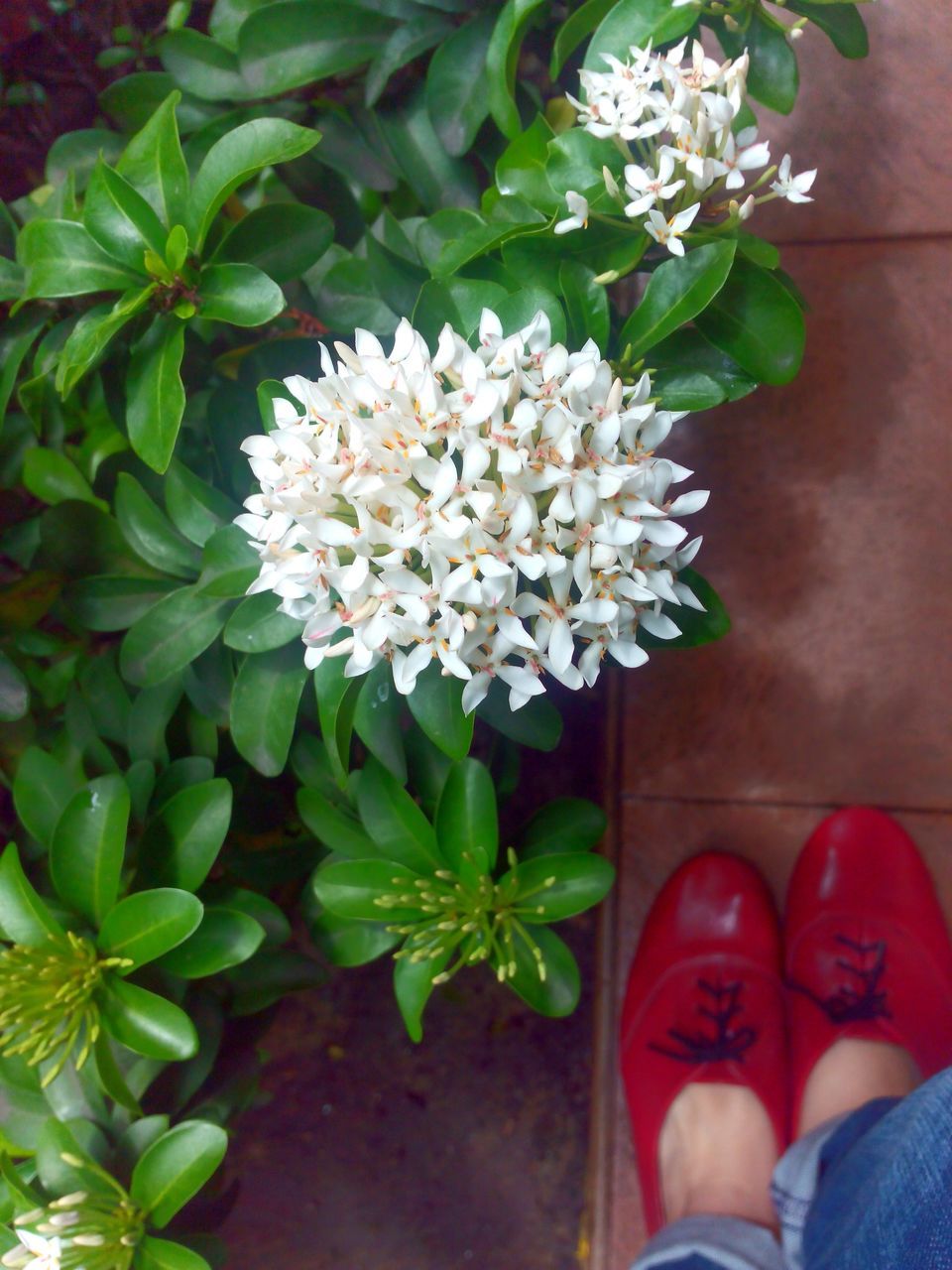 flower, freshness, fragility, petal, high angle view, growth, plant, low section, flower head, person, beauty in nature, nature, personal perspective, lifestyles, blossom, white color, leaf