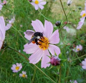 Close-up of bee pollinating on flower