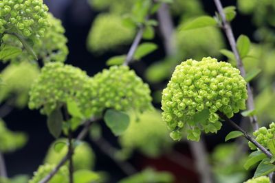 Close-up of fresh green plant