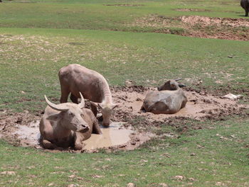 View of cow on field