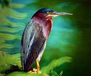 Close-up of bird perching on tree by lake