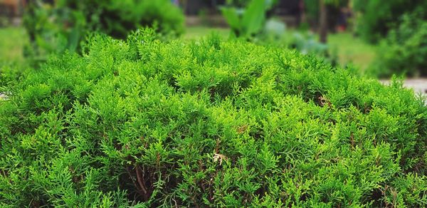 High angle view of plants growing on field