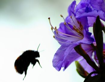 Close-up of bee on flower