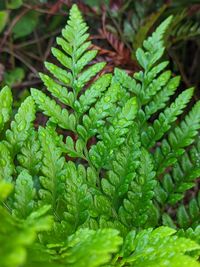 green