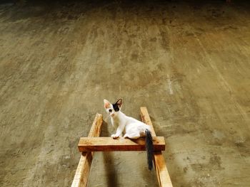 High angle view of a dog sitting on wood