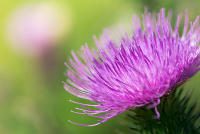 Close-up of purple flower