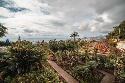High angle view of plants by sea against sky