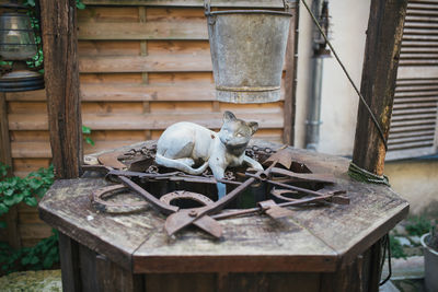 Cat sleeping on wood