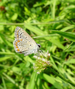 Close-up of butterfly pollinating flower