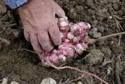 Cropped hands of farmer harvesting root vegetable on field