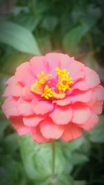 Close-up of pink flower blooming outdoors