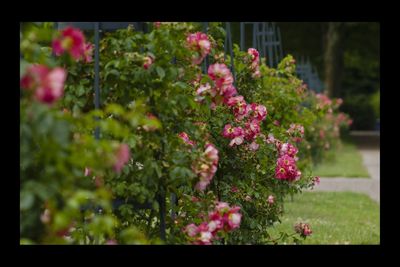 Pink flowering plants in garden