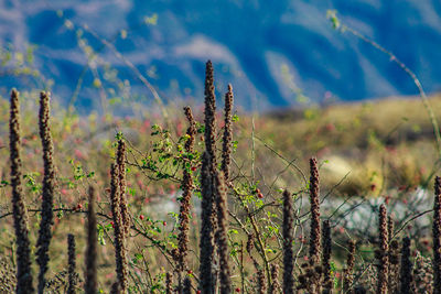 Close-up of plants on field against sky