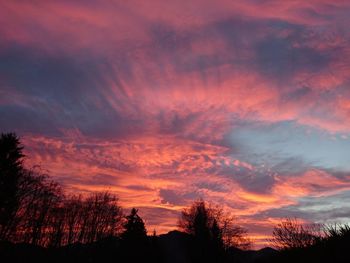 Silhouette of trees at sunset