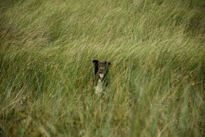 Portrait of dog on field