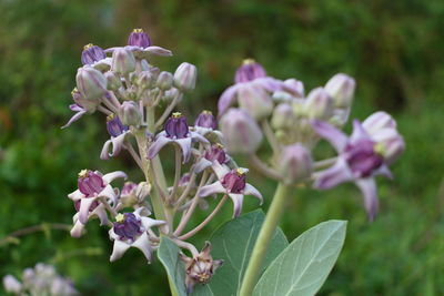Close-up of purple flowering plant