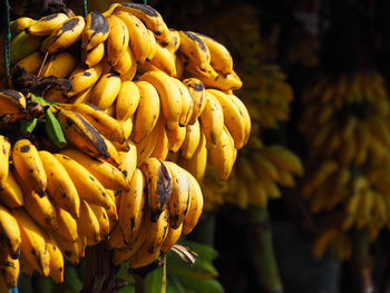 Low angle view of bananas hanging at market stall