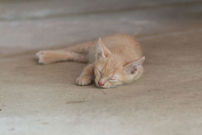 A cute little brown kitten is sleeping and resting.