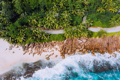 Plants growing on land by sea