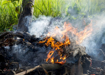 Close-up of fire on rock