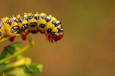 Close-up of butterfly pollinating on flower