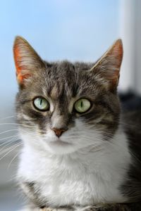 Close-up portrait of cat