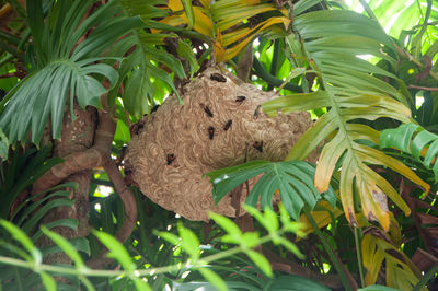 Close-up of butterfly on plant